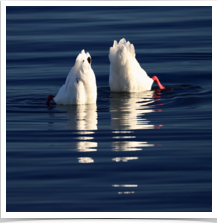 Coscoroba Swan - Pair Dabbling Coscoroba Swan - Pair Dabbling